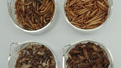 Insekten als Alternative zu Hühnchen