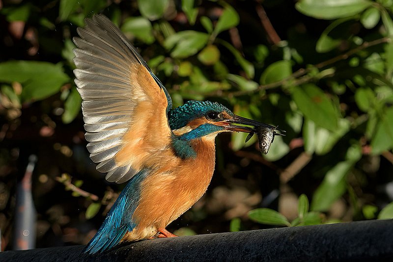 eisvogel mit fisch im schnabel