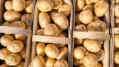 Künstliche Intelligenz hilft Kartoffeln nachhaltiger zu lagern